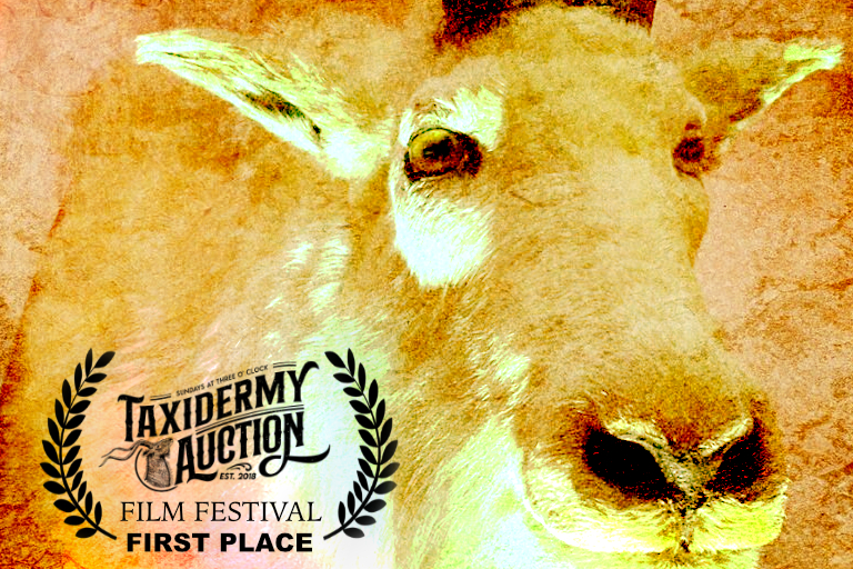 Thanks, Taxidermy Auction